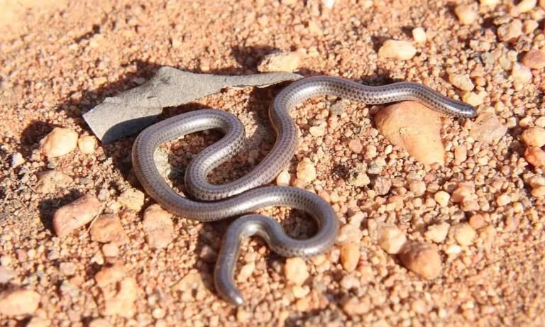 culebra negra ciega