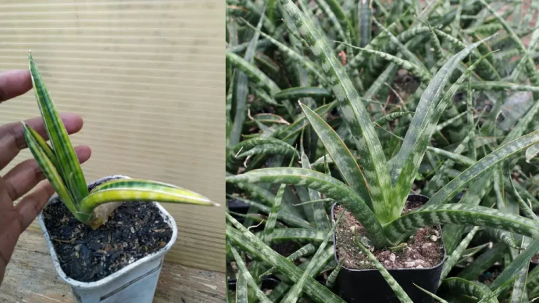 Sansevieria Ebracteata