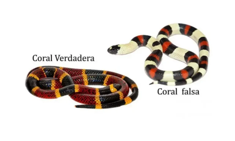 verdadera serpiente coral macho