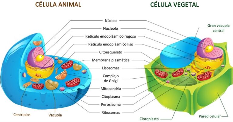 celula-animal-y-vegetal